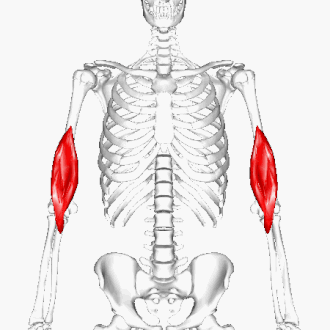 Расположение плечевой мышцы